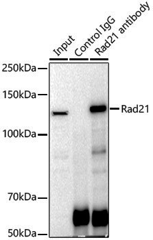 Anti-Rad21 Rabbit pAb
