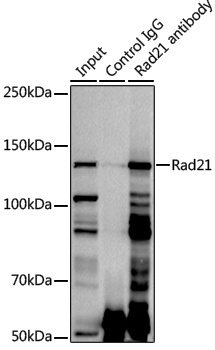 Anti-Rad21 Rabbit pAb
