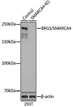 [KO Validated] Anti-BRG1 Rabbit pAb