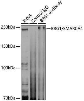[KO Validated] Anti-BRG1 Rabbit pAb