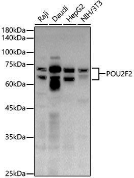 Anti-Oct-2 Rabbit pAb