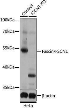 [KO Validated] Anti-Fascin Rabbit pAb