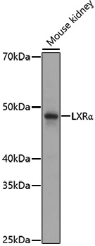 Anti-LXR alpha Rabbit pAb