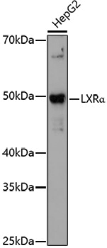 Anti-LXR alpha Rabbit pAb