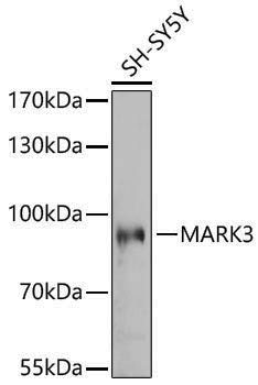 Anti-MARK3 Rabbit pAb
