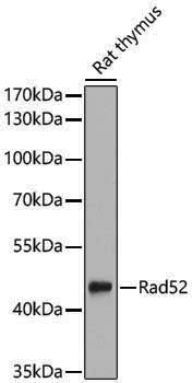 Anti-RAD52 Rabbit pAb