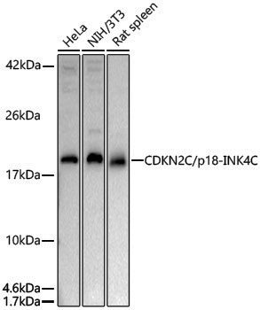 Anti-CDKN2C Rabbit pAb
