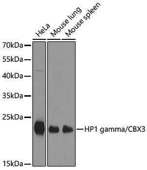 Anti-HP1 gamma Rabbit pAb