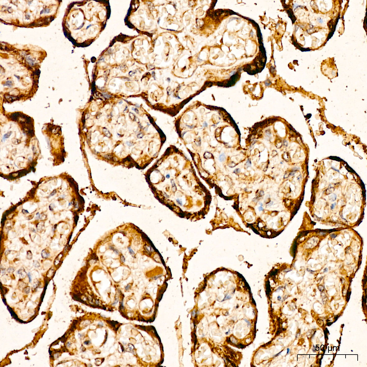 Anti-FGFR2 Rabbit pAb