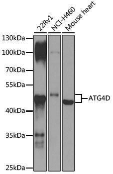 Anti-ATG4D Rabbit pAb