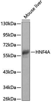 Anti-HNF 4 alpha Rabbit pAb