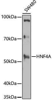 Anti-HNF 4 alpha Rabbit pAb