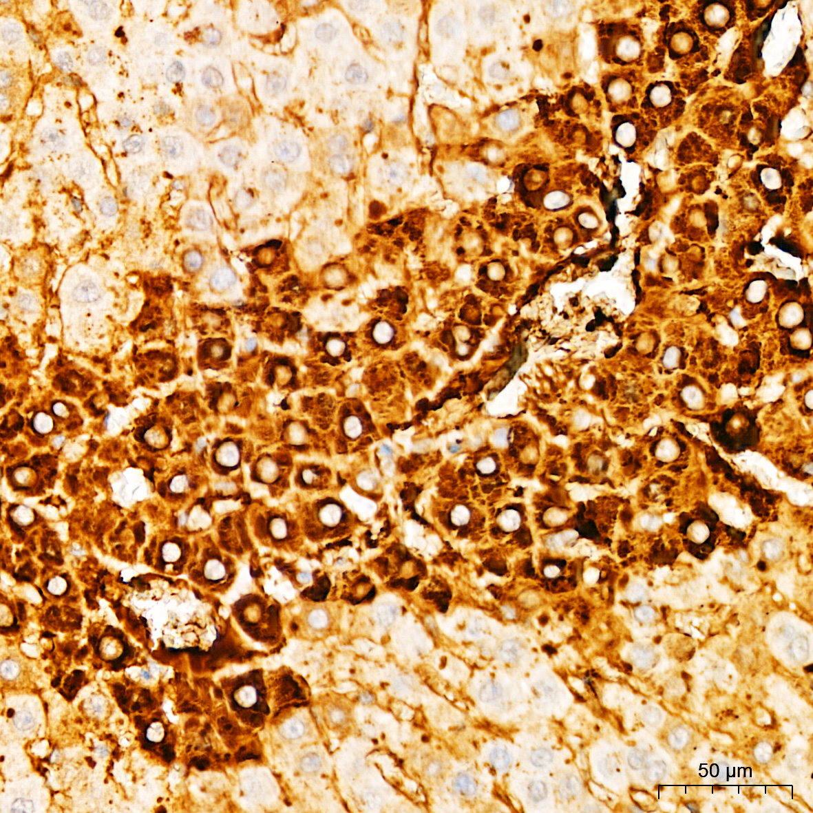 Anti-Glutamine Synthetase Rabbit pAb