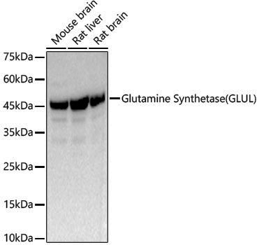 Anti-Glutamine Synthetase Rabbit pAb