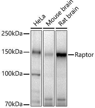 Anti-Raptor Rabbit pAb