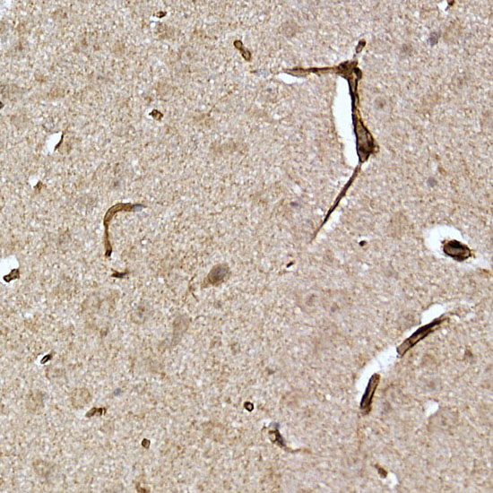 Anti-Caveolin 2 Rabbit pAb