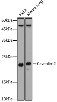 Anti-Caveolin 2 Rabbit pAb
