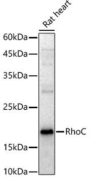 Anti-Rho A/B/C Rabbit pAb