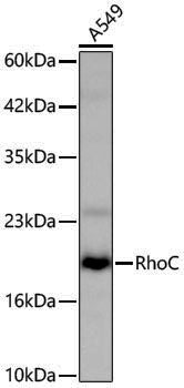 Anti-Rho A/B/C Rabbit pAb