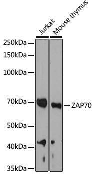 Anti-ZAP70 Rabbit pAb