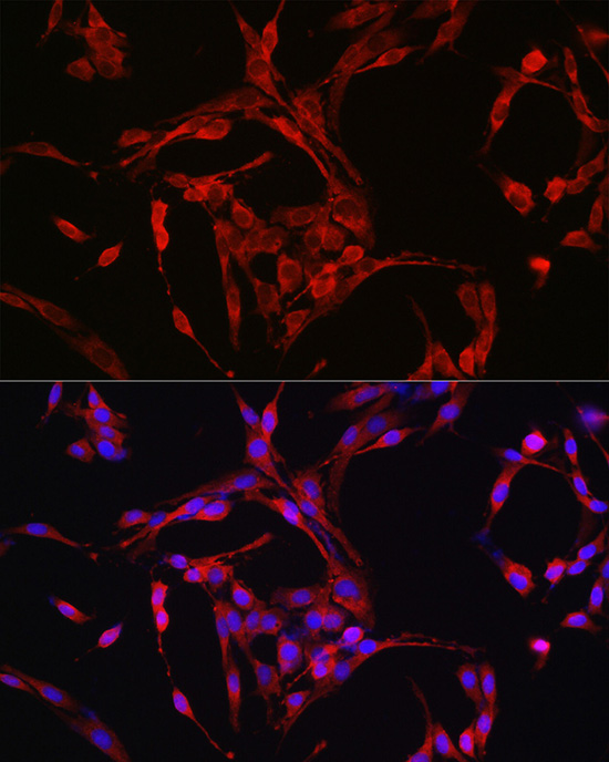Anti-Cyclin B1 Rabbit pAb