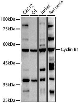 Anti-Cyclin B1 Rabbit pAb