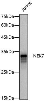 Anti-NEK7 Rabbit pAb