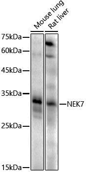 Anti-NEK7 Rabbit pAb