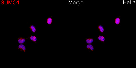 Anti-SUMO1 Rabbit pAb