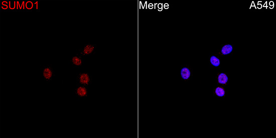 Anti-SUMO1 Rabbit pAb
