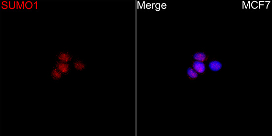 Anti-SUMO1 Rabbit pAb