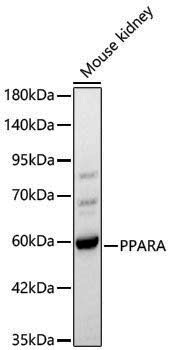 Anti-PPAR alpha Rabbit pAb