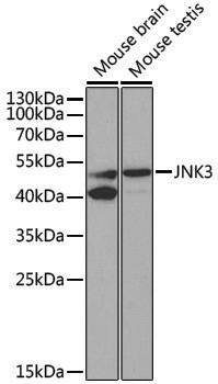 Anti-JNK3 Rabbit pAb