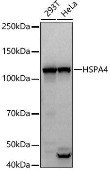 Anti-HSPA4 Rabbit pAb