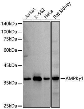 Anti-AMPK gamma 1 Rabbit pAb