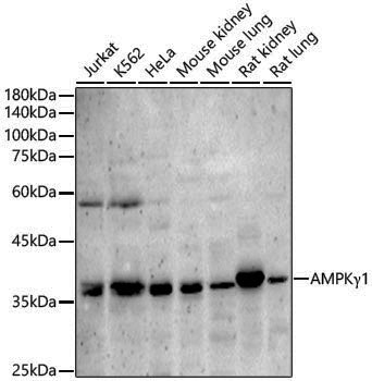 Anti-AMPK gamma 1 Rabbit pAb