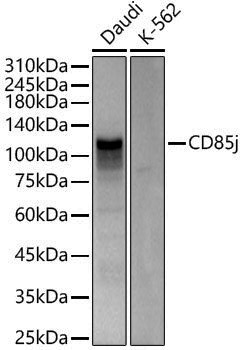 Anti-LILRB1 Rabbit pAb