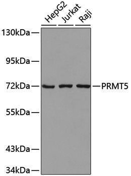 Anti-PRMT5 Rabbit pAb