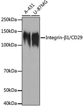 Anti-Integrin beta 1 Rabbit pAb