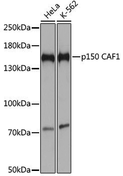 Anti-p150 CAF1 Rabbit pAb