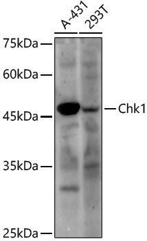 Anti-Chk1 Rabbit pAb