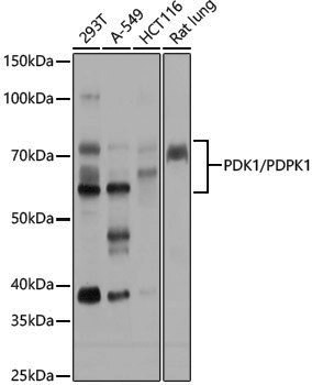 Anti-PDPK1 Rabbit pAb