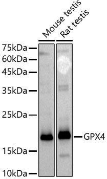 [KD Validated] Anti-Glutathione Peroxidase 4 Rabbit pAb