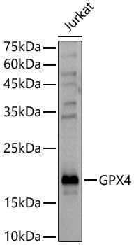 [KD Validated] Anti-Glutathione Peroxidase 4 Rabbit pAb