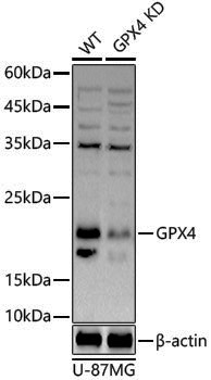 [KD Validated] Anti-Glutathione Peroxidase 4 Rabbit pAb