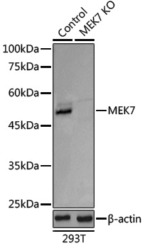 [KO Validated] Anti-MEK7 Rabbit pAb