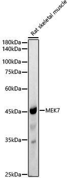 [KO Validated] Anti-MEK7 Rabbit pAb