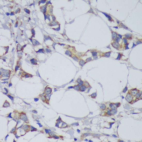 Anti-GSK3 beta Rabbit pAb
