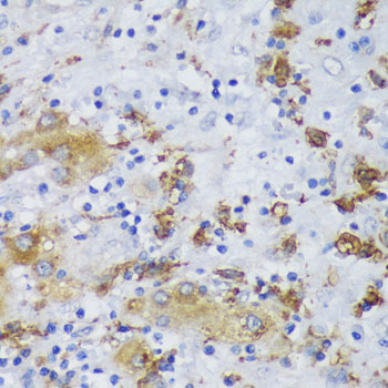 Anti-GSK3 beta Rabbit pAb