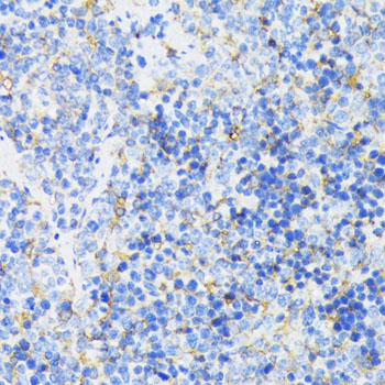 Anti-GSK3 beta Rabbit pAb